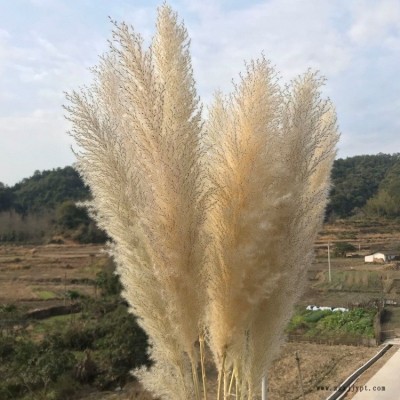 天然干花蘆葦花原生態(tài)超大蓬松蒲葦落地裝飾擺件婚慶舞臺場景插花小蘆葦