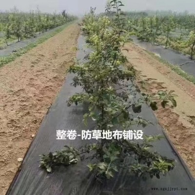 汝州防草布_打孔防草布_pp全新料防草布_大量現(xiàn)貨銷售